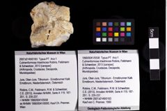 Foto (Objket + Etiketten) von Culmenformosa triastrixosa (Robins, Feldmann & Schweitzer, 2013) 